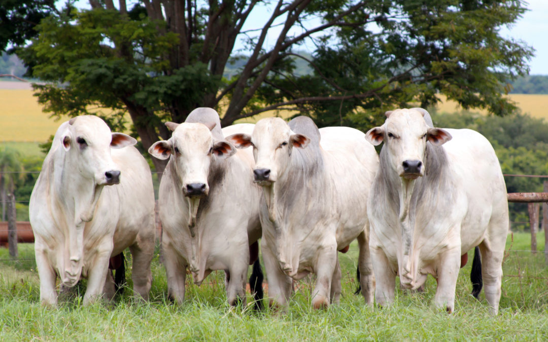 Fazendeiros e outros que tem propriedade rural tem prazo até o dia 30 de setembro para fazer a sua declaração