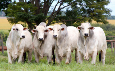 Fazendeiros e outros que tem propriedade rural tem prazo até o dia 30 de setembro para fazer a sua declaração
