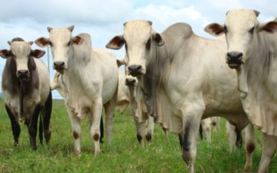 Como avaliar um estoque de ativo biológico, em especial, estoque bovino?