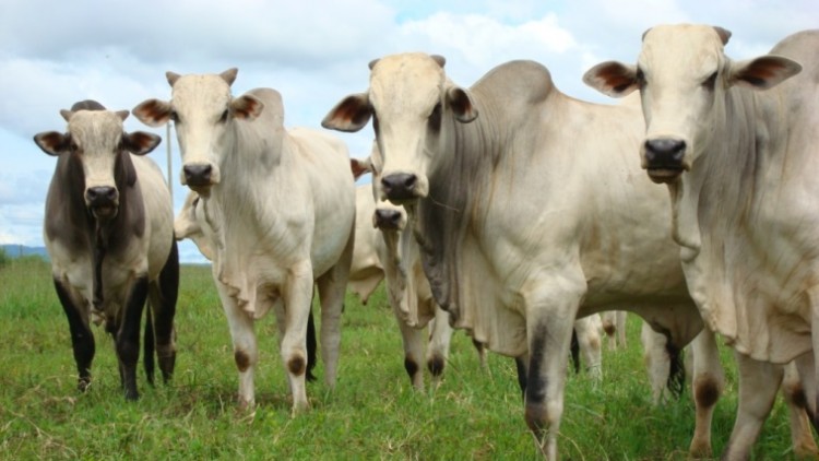 Como avaliar um estoque de ativo biológico, em especial, estoque bovino?